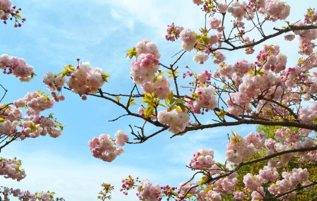 清明出游 |最美人間四月天，賞花踏青竇圌山！